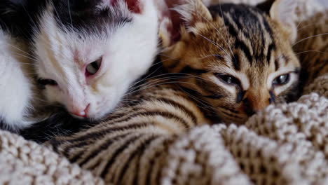 two sleepy kittens