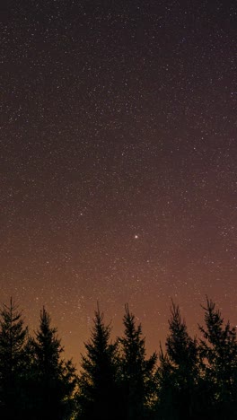 vertical timelapse of glittering stars and violet aurora borealis appearing above fir tree forest silhouettes. looking up into starry night sky over pine forest treetops.