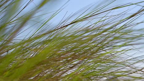 close-up sea grass blowing in wind with blue sky