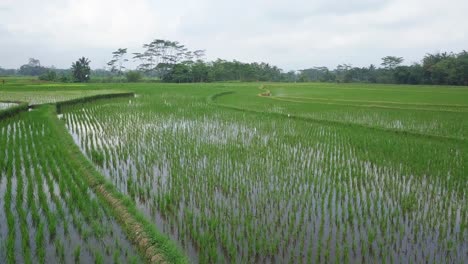 revelar una toma de ángulo bajo de un campo de arroz inundado con una planta de arroz joven con una hermosa fila en la mañana