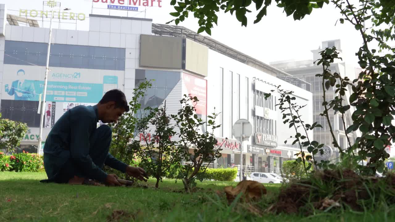 Gardener tending to rose bushes in front of a shopping center