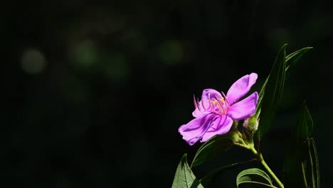purple flower bathing in the sunlight on the right side of the frame, princess flower, pleroma semidecandrum