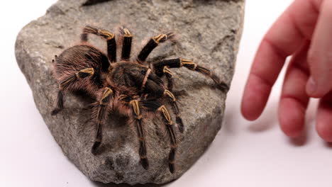 el dueño de la tarántula intenta recoger una araña que se arrastra sobre una roca - cerrar