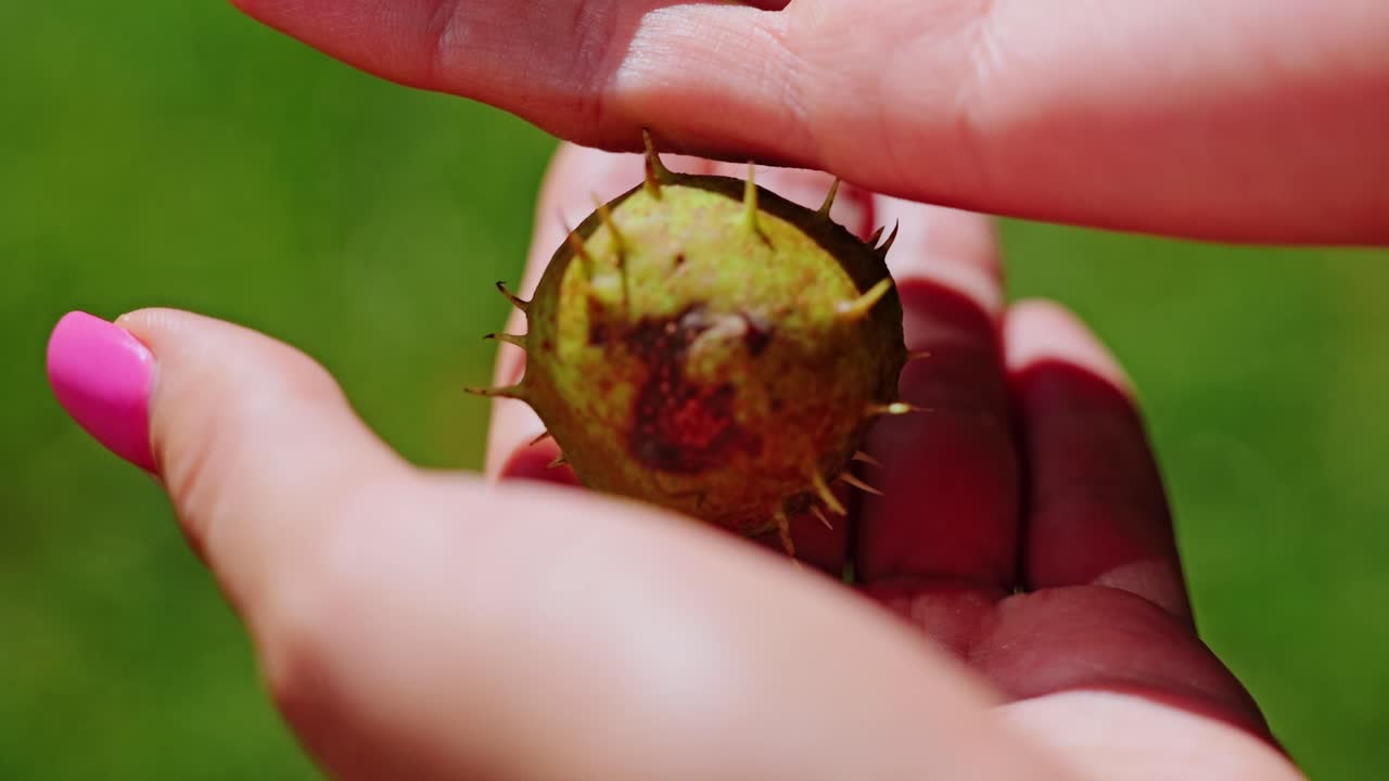 Macro shot of person using chestnut as natural stress relief in warm sunlight
