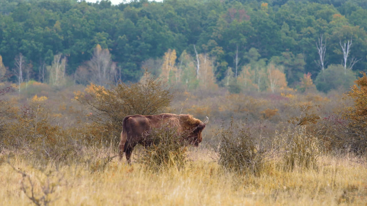 bisonte europeo toro bonasus marchando en una pradera tupida seca,chequia