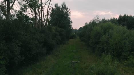 view of a path between trees and shrubs in kolbudy, kaszubia, pomorskie, poland