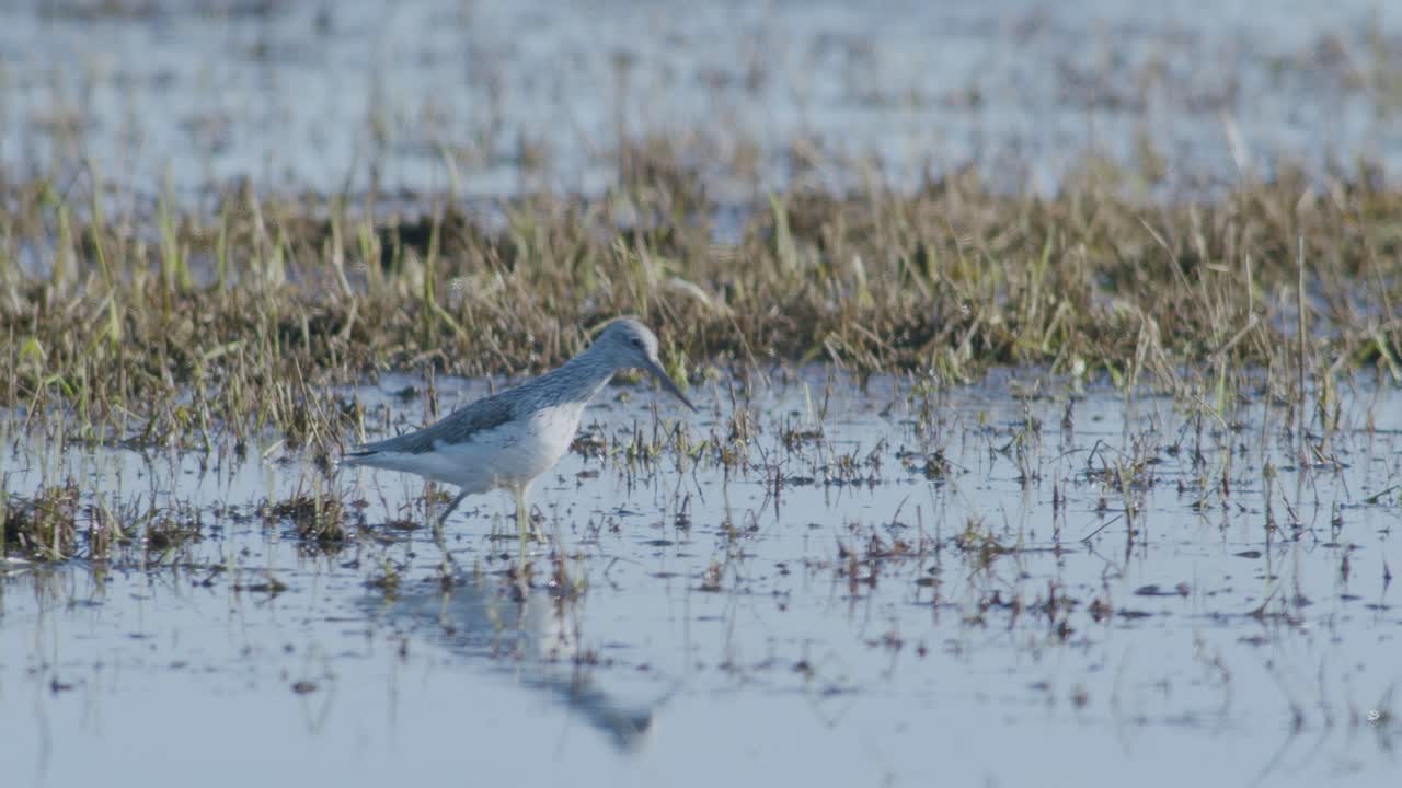 Common greenshank feeding in wetlands flooded meadow during spring migration
