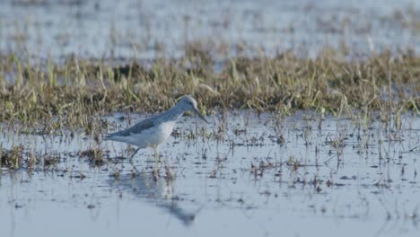 Common-greenshank-feeding-in-wetlands-flooded-meadow-during-spring-migration