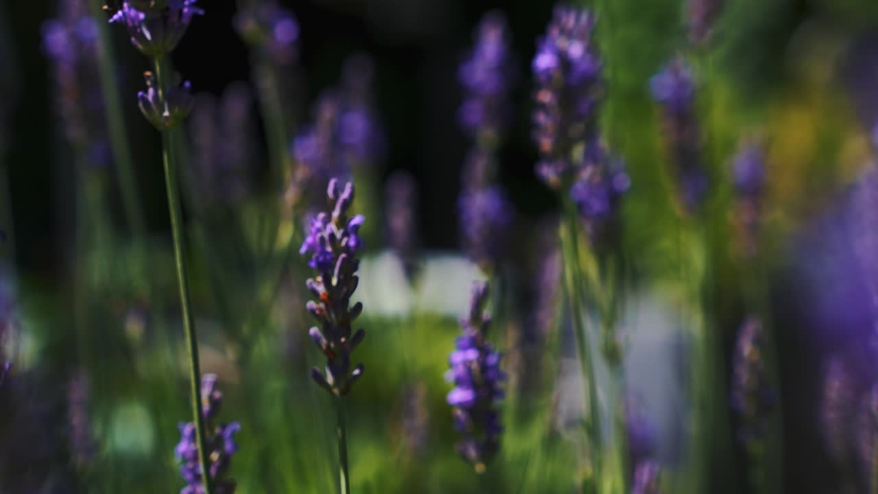 primer plano de mariposa blanca volando a través de flores de flor de lavanda con bokeh de desenfoque de fondo