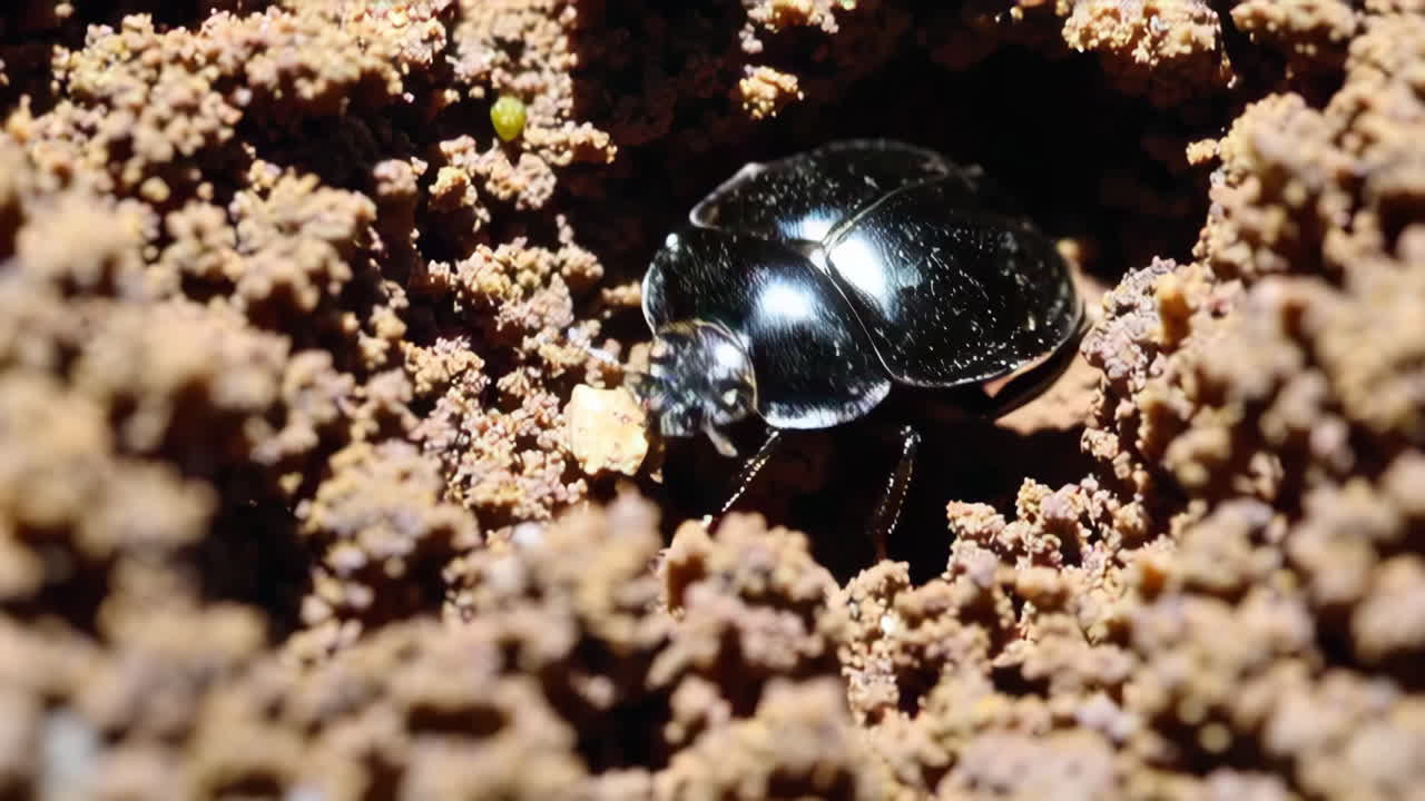 Ground Beetle in a Burrow