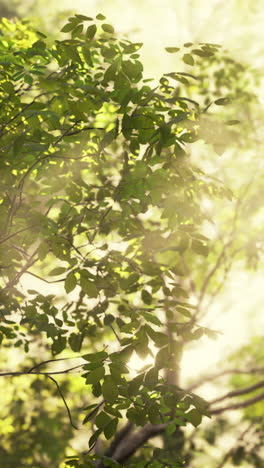 sunlight filtering through leaves in a lush forest