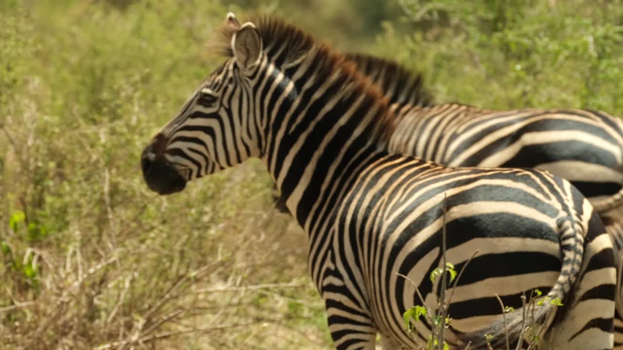 tres cebras se mueven tranquilamente a través del pasto de áfrica