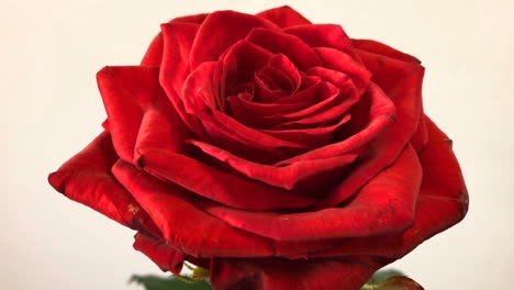 red rose on white wall background