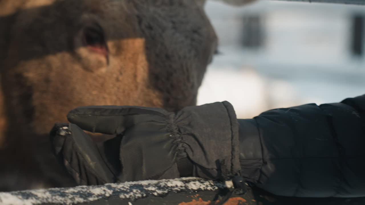 Nærbillede af handske-klædt hånd der fodrer elgmund, hånd tilbyder godbid over sneklædt rækværk, elg nusser og tygger med synlig ånde, intimt tillidsøjeblik mellem dyr og dyrepasser, frostklare knurhår.