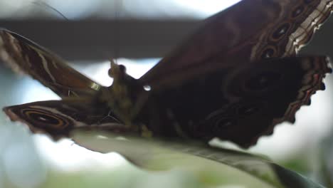 close-up of a butterfly