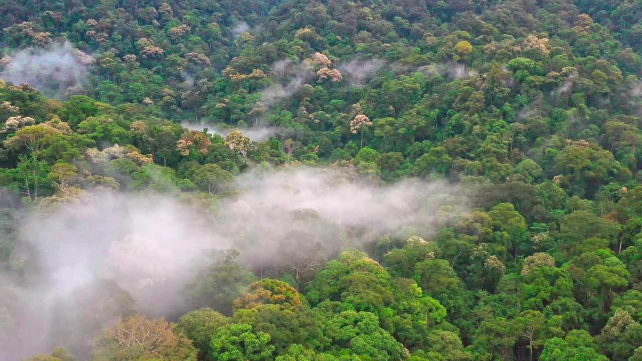 Forêt tropicale de Leuser, Sumatra, Indonésie, alors que la brume matinale s'installe sur la dense canopée tropicale. Ce vaste plan large capture la nature sauvage intacte de l'écosystème de Leuser.