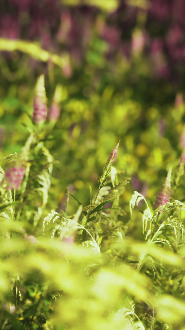 Vibrant wildflowers dance under the warm sun in a lush green field