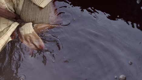 closeup shot of organic textiles being dyed with natural red madder powder dye