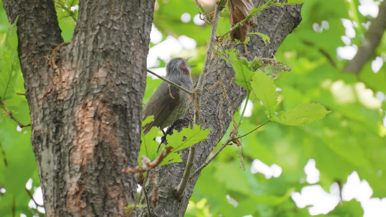 un bulbul de orejas marrones canta y come algunas semillas en el bosque compradas en la rama en el bosque de seúl