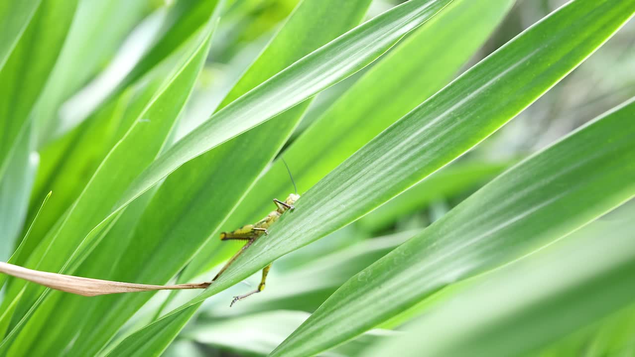 푸켓 의 자연 서식지 에서 활기찬 초록색 잎 을 오르는 메기