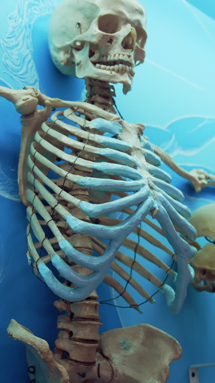 Medical skeleton model in museum