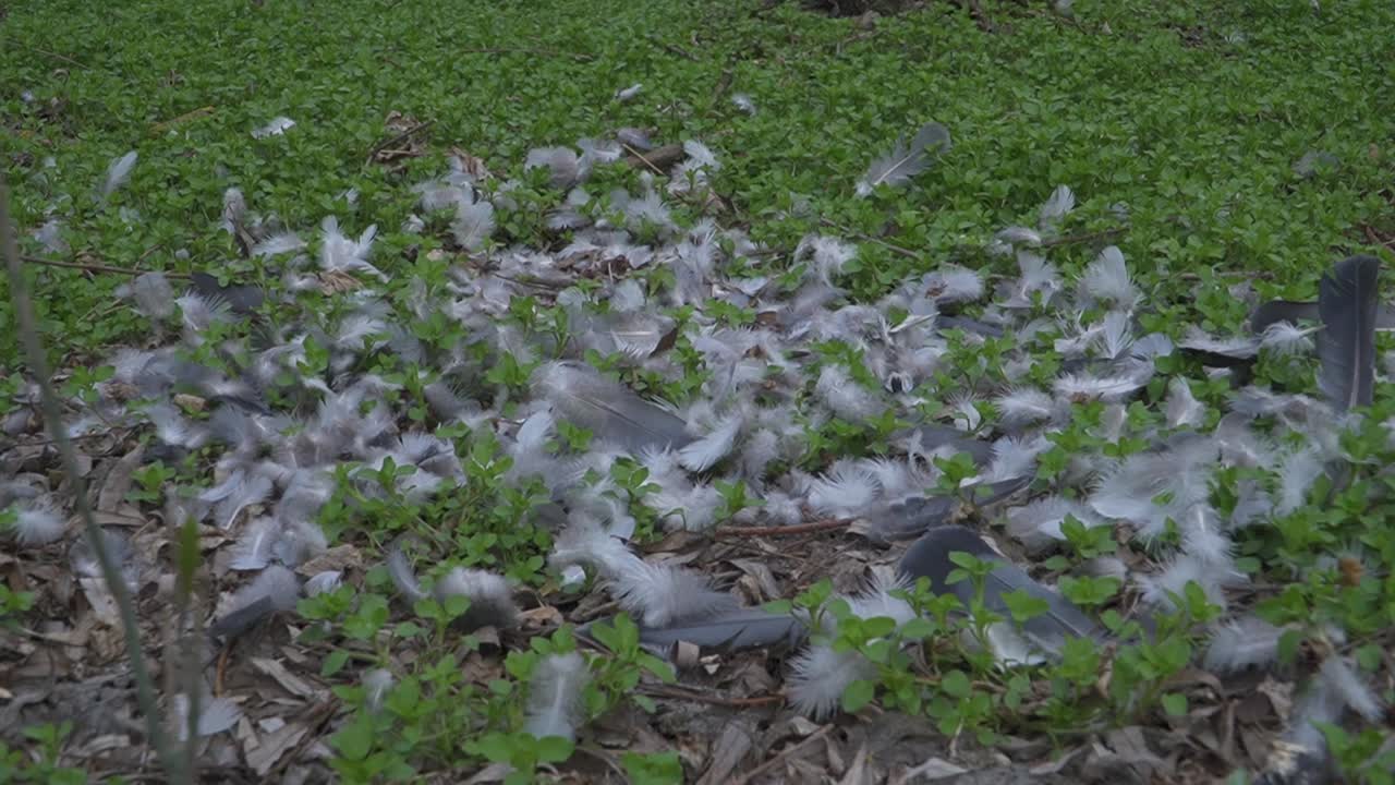 Detailed view of a natural ground scene with scattered feathers, fallen leaves, and emerging green plants. Hints at bird activity and subtle renewal.