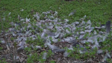 detailed view of a natural ground scene with scattered feathers, fallen leaves, and emerging green plants. hints at bird activity and subtle renewal.