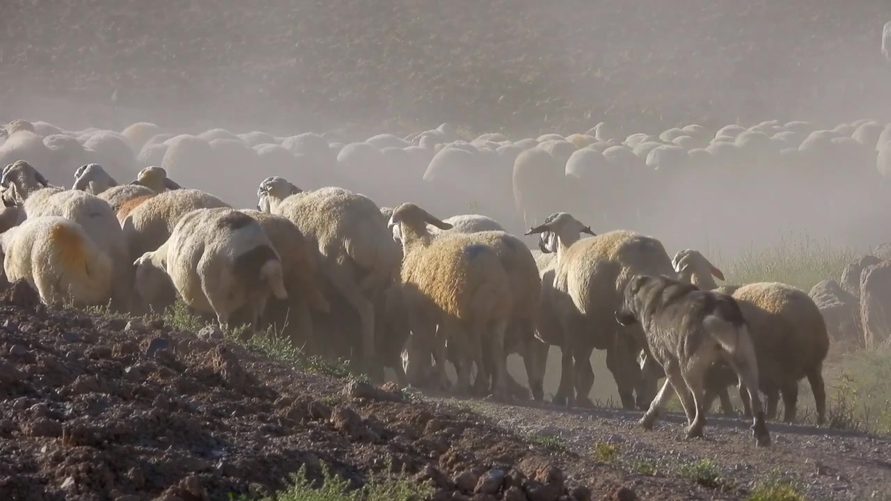Fåreflok på støvet sti med hyrdehund