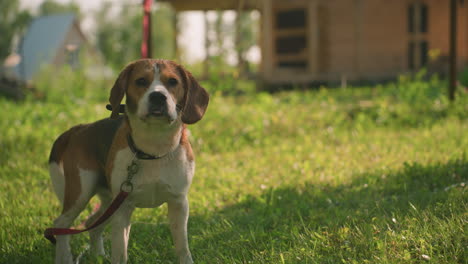 dog on red leash standing in grassy area near lush greenery, barking and stepping backward while thoughtfully licking its nose, surrounded by sunlit grass and soft-focused background