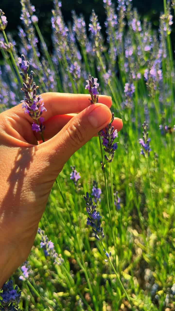 Nærbillede af menneskehånd, der rører ved en lilla lavendelgren. Hånd der rører ved lavendelblomster på en mark en solrig sommerdag med grøn baggrund.