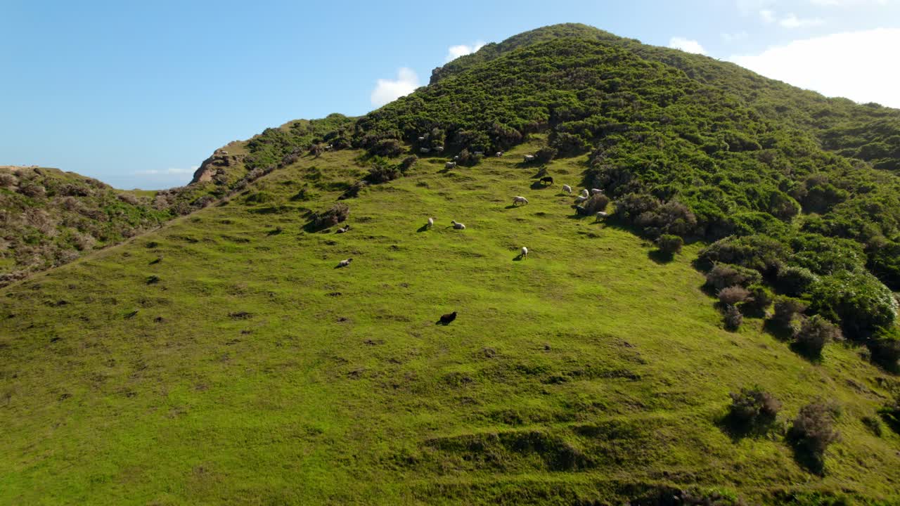 Ripresa aerea con dolly di una montagna verdeggiante piena di pecore tranquille al pascolo a Cucao, Chiloé.