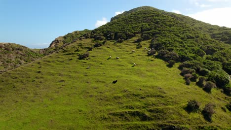 ¿dolly en un sobrevuelo de una montaña verdosa llena de ovejas tranquilas pastando en cucao, chilo?