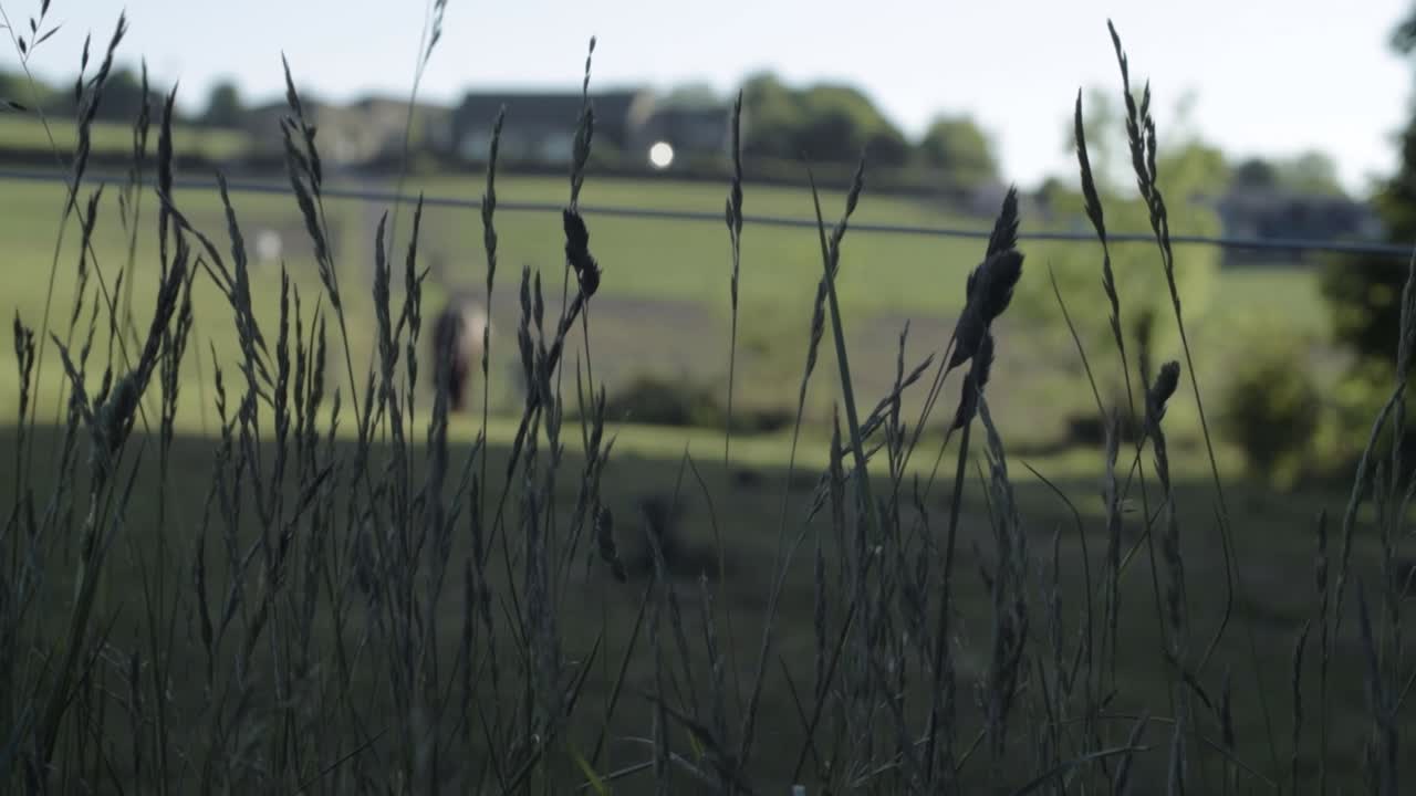 Countryside landscape with tall grass and horse in background