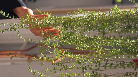 string of turtles plant