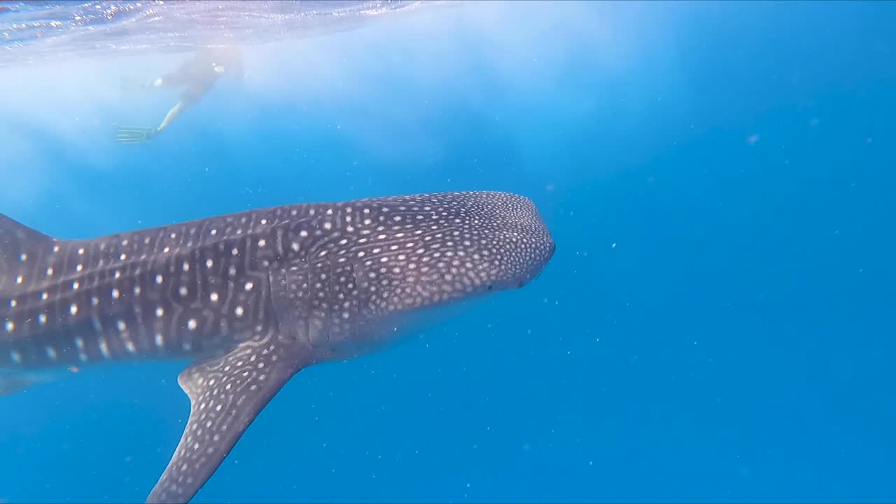 vista submarina del tiburón ballena con buceador nadando al lado