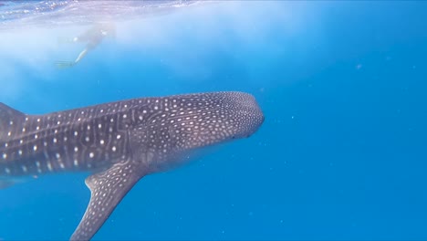 Underwater-view-of-Whale-shark-with-snorkeler-swimming-along-side