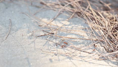 ants traverse sand, showcasing teamwork and persistence