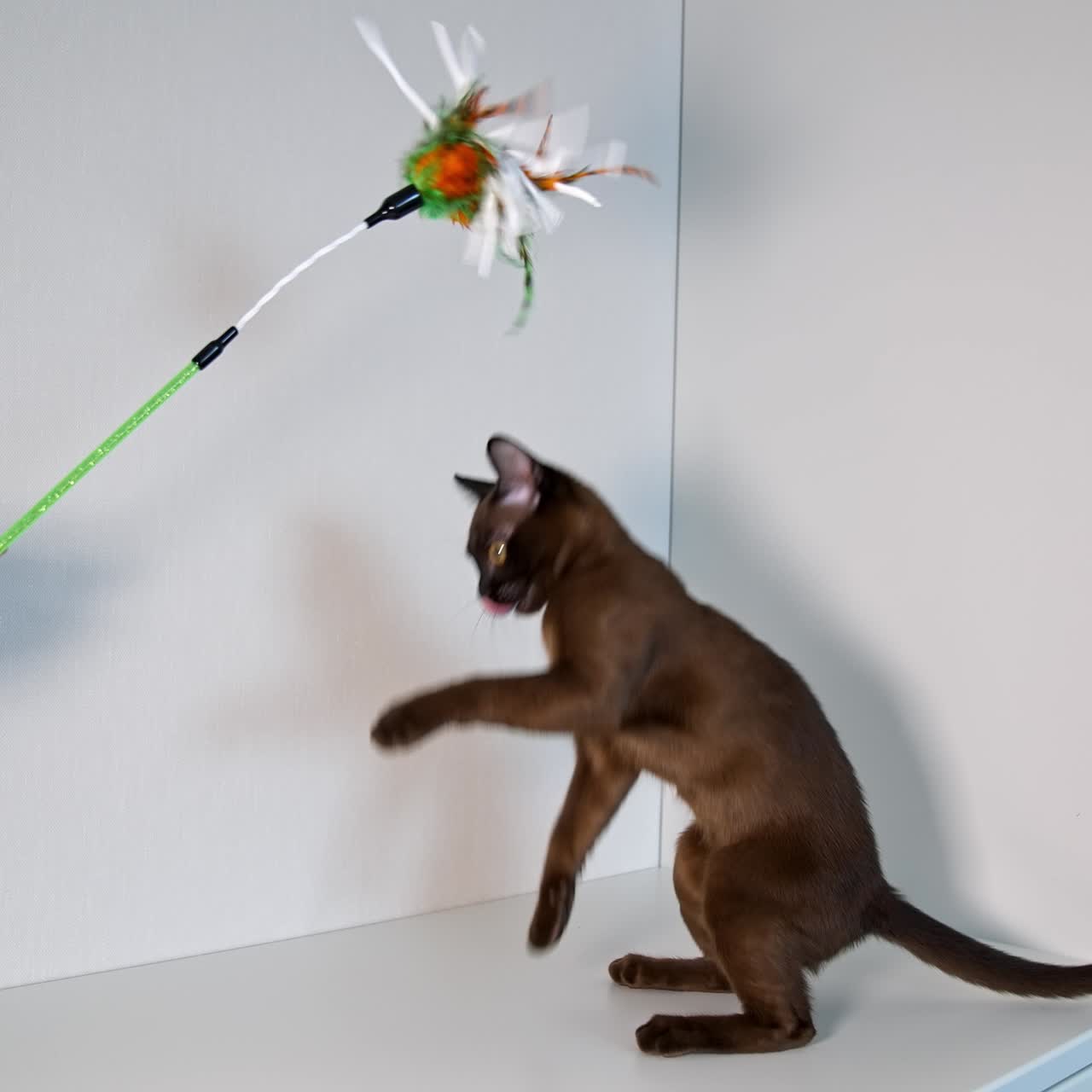 Woman's hand playing with adorable cat. Brown pedigree kitten plays with a colorful toy on white background. Beautiful short hair burmese cat at home