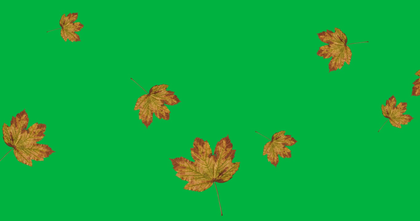 Animazione digitale di foglie autunnali che fluttuano su sfondo nero.
