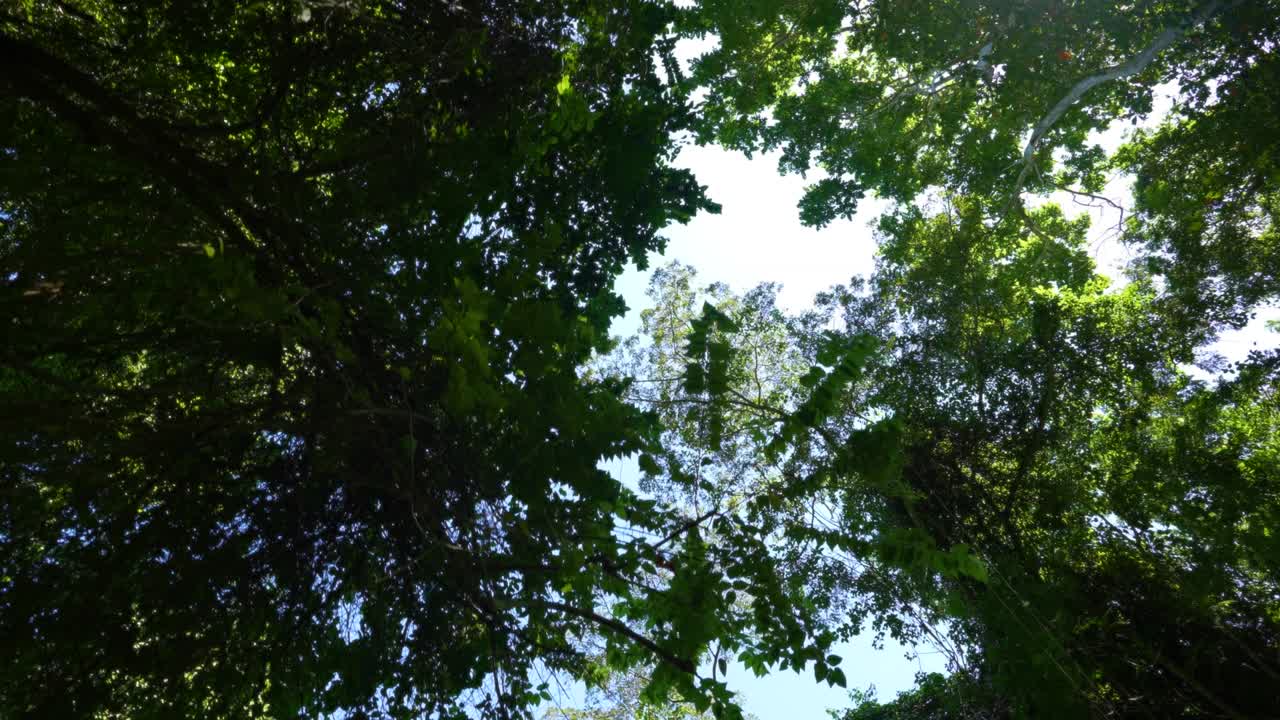 Alberi e il cielo sopra il fiume Martha Brae. Rafting sul Martha Brae. Montego Bay, Giamaica. Zattera di legno