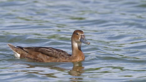 Primer-Plano-De-Aves-Acuáticas-Acuáticas-De-Una-Hembra-De-Porrón-De-Pico-Rosado,-Netta-Peposaca-Remando-Y-Nadando-A-Través-Del-Lago-Ondulado-Durante-El-Día-En-Su-Hábitat-Natural