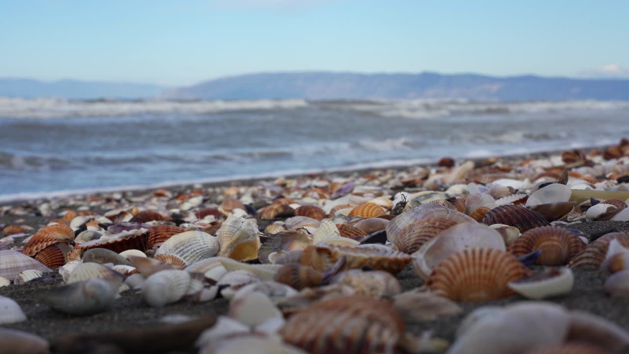Sea Shore Filled With Cockle Bivalve Molluscs Using Red Muscular Feet to Burrow Into Sand