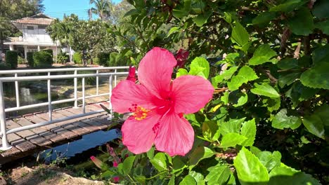 vibrant pink hibiscus flower against lush greenery