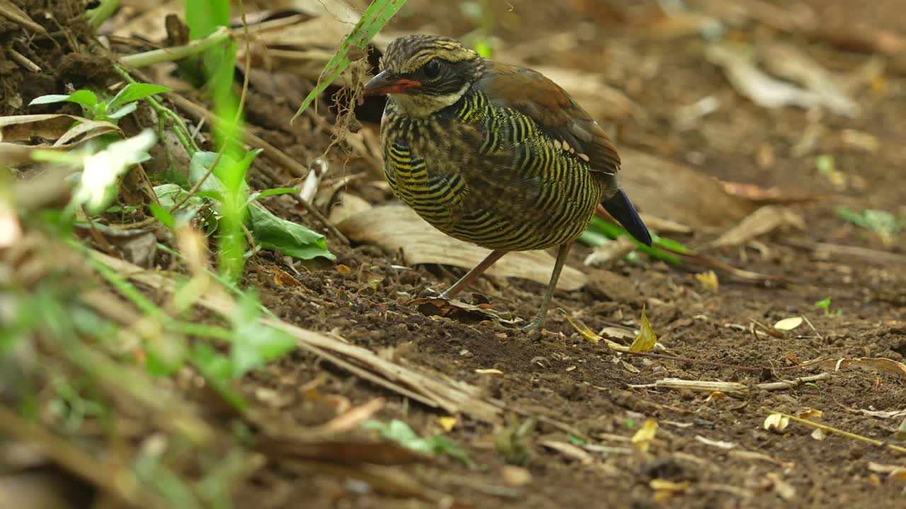 Javan Banded Pitta bird standing on a patch of reddish-brown earth,