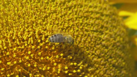 close-up of a vibrant yellow sunflower with a bee, set against a bright summer