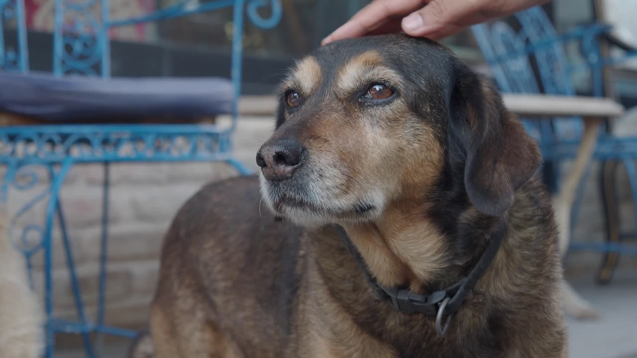 Dog receiving affection