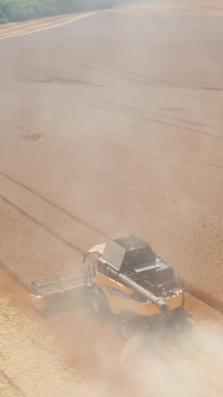 Agricultural combine farming in the field. Golden ripe wheat harvesting aerial view. Vertical video
