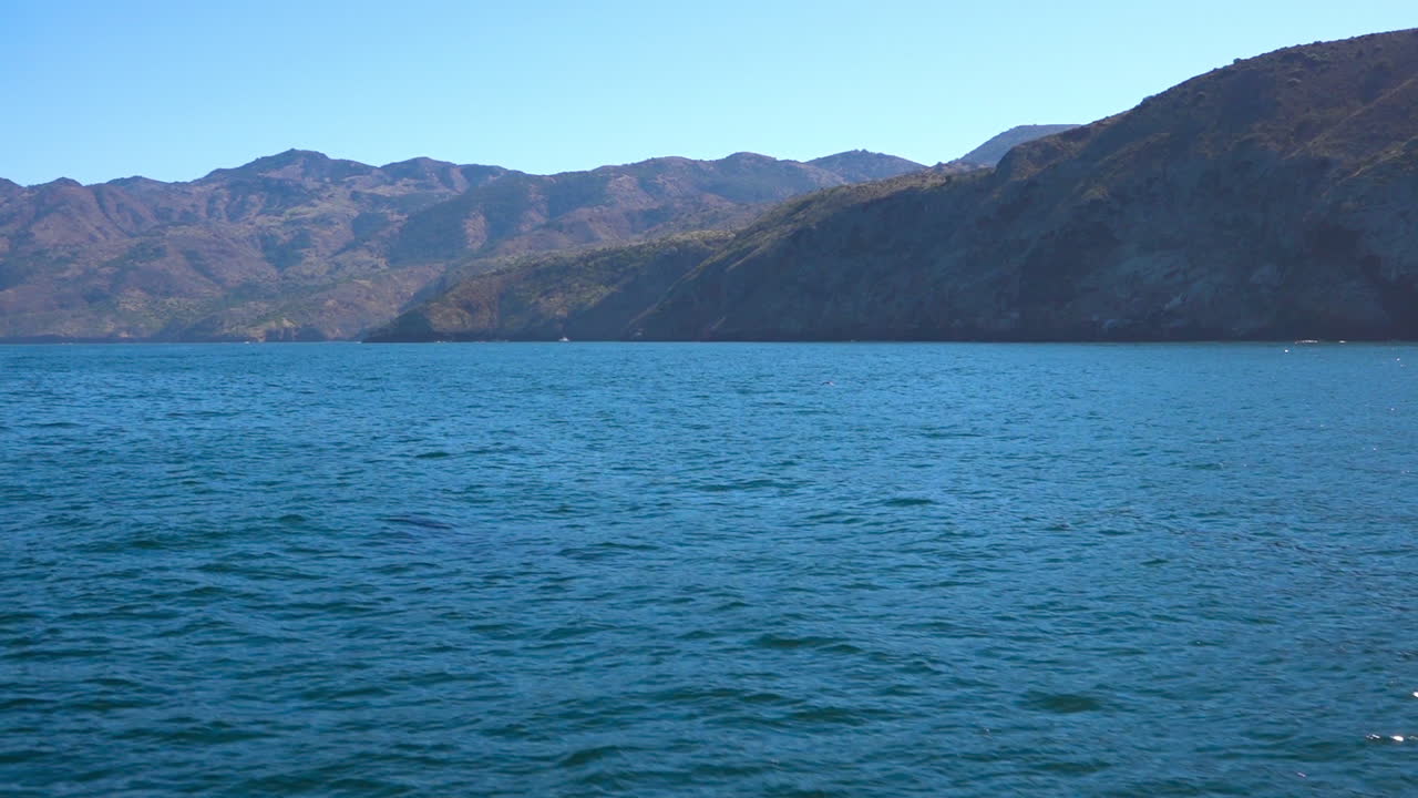 채널 제도 산타 바바라 캘리포니아 2 근처의 태평양에서 수영하는 거대한 오카 범고래