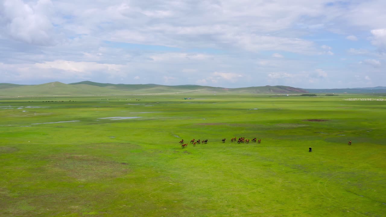 стадо лошадей, бегущих по лугу хулунбуира в китае