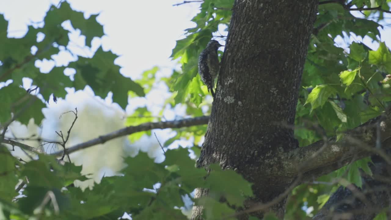 숲에서 나무 줄기에 쪼아 미국 세 발가락 딱따구리